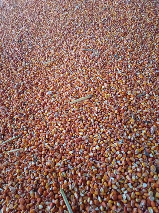 Grâu, ovăz, orz și porumb de vânzare