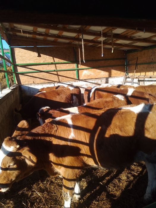 disponibil 10 tăuraș