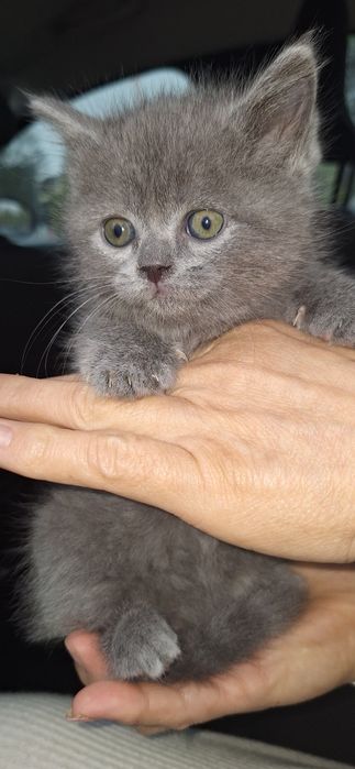 British Shorthair Blue băiat