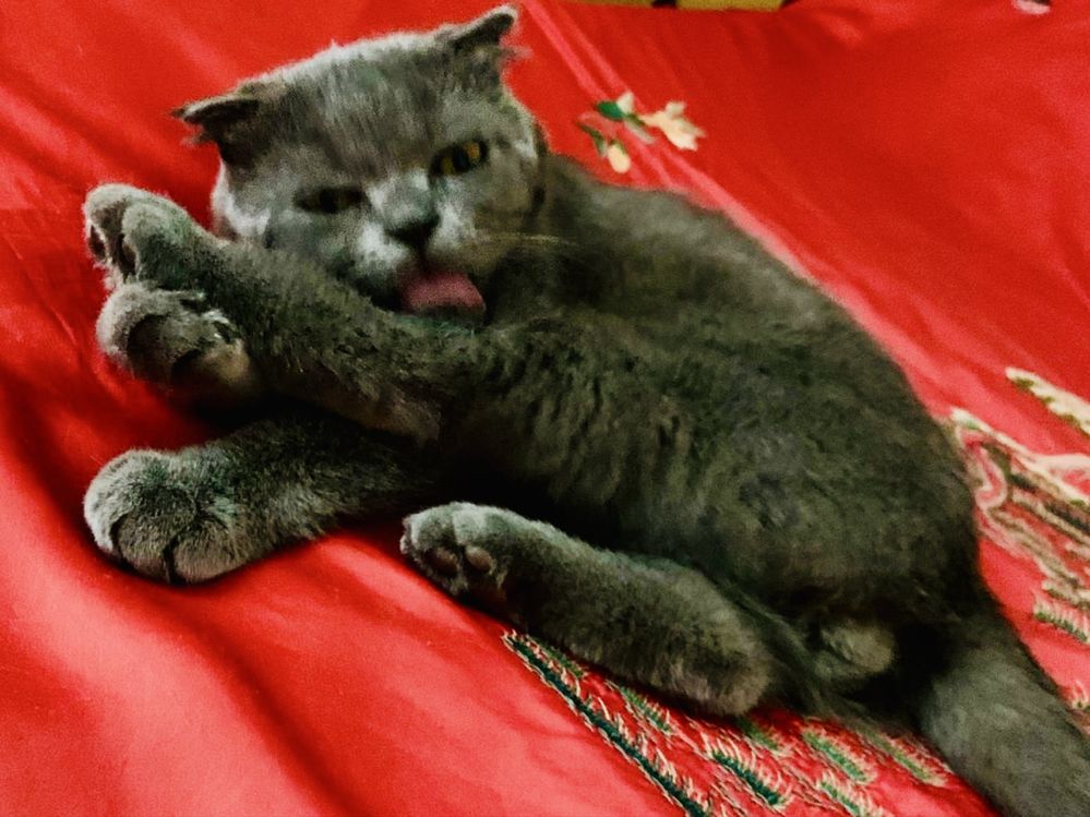 Молодой котик Scottish Fold!