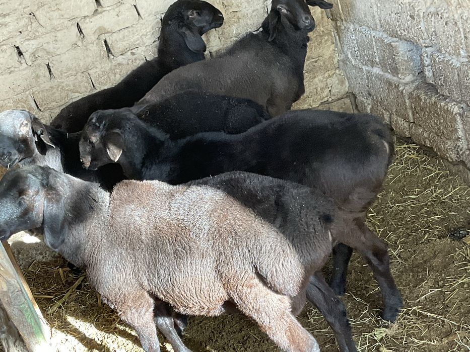 Qöchqorla sotiladi. Qöy göshi 40-50 kg gacga tosh bosadi