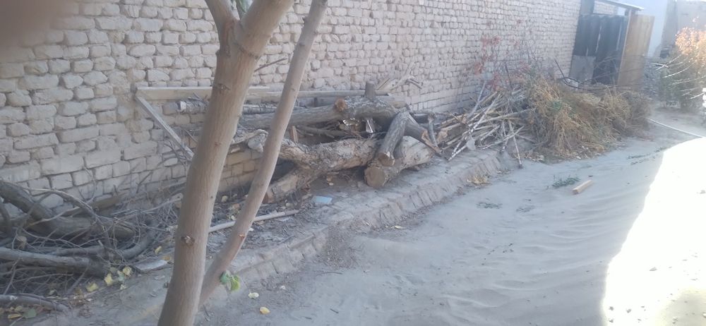 Тахтала одинлик олма касилган, арик касилган