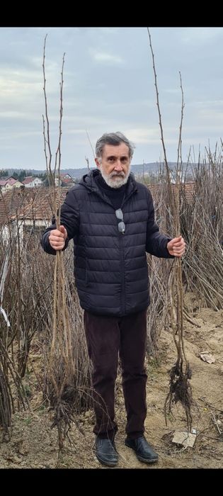 Aluni soiuri.Nuci altoiti Chandler Cires.Prun.Aronia.Afin.Migdal>RO.UE