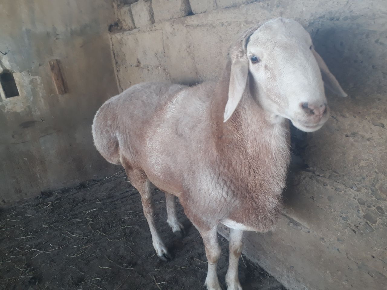 Qassob servis toza va xalol