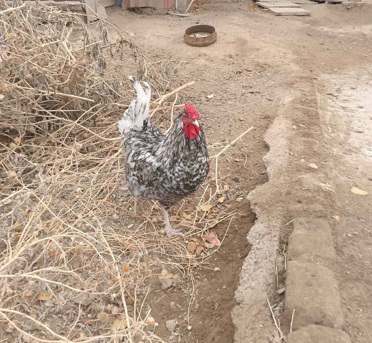 Петух Пушкинский