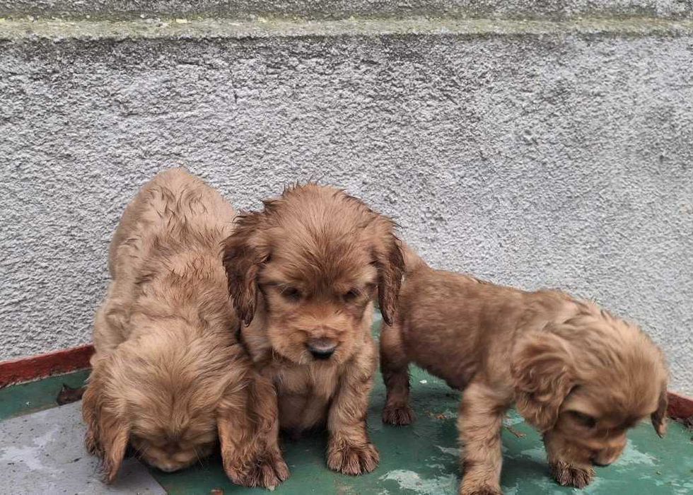 Английски кокер шпаньол куценца чистокръвни