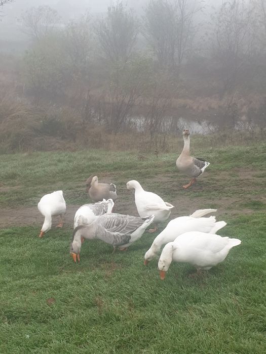 Sa vinde gâște de anul asta!