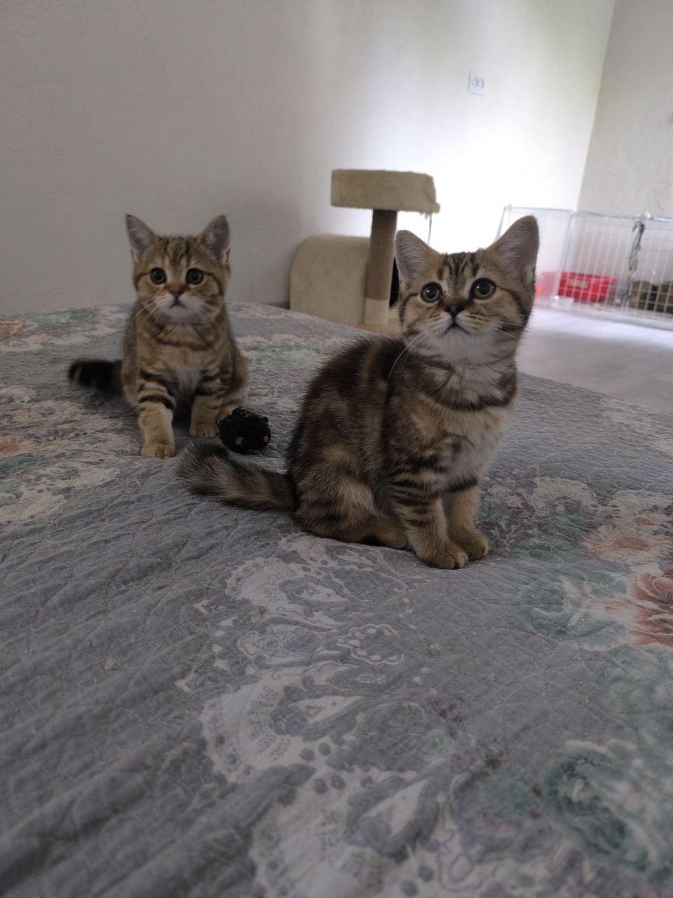 Котята Шотландский скоттиш страйт