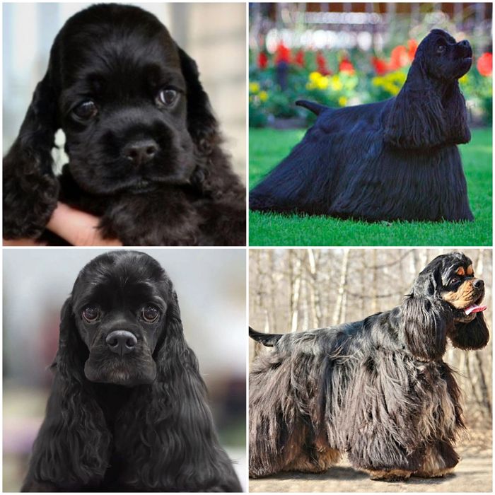 Щенки Американского кокер спаниеля.