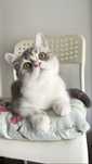 British Shorthair Bicolor - Baietel minunat!