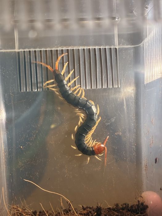 Корасноголовая сколопендра Scolopendra mutilans (ЯД!)