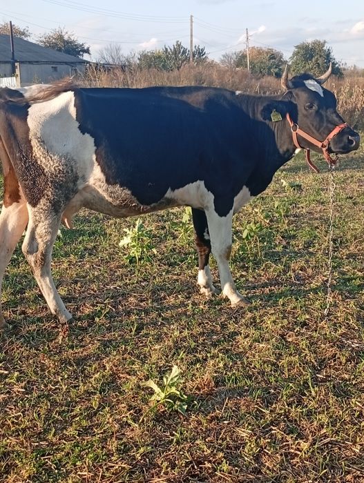 Vacă tânără gestanta in 2 luni
