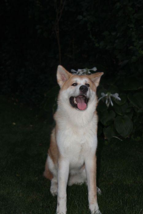 Pui de Akita inu