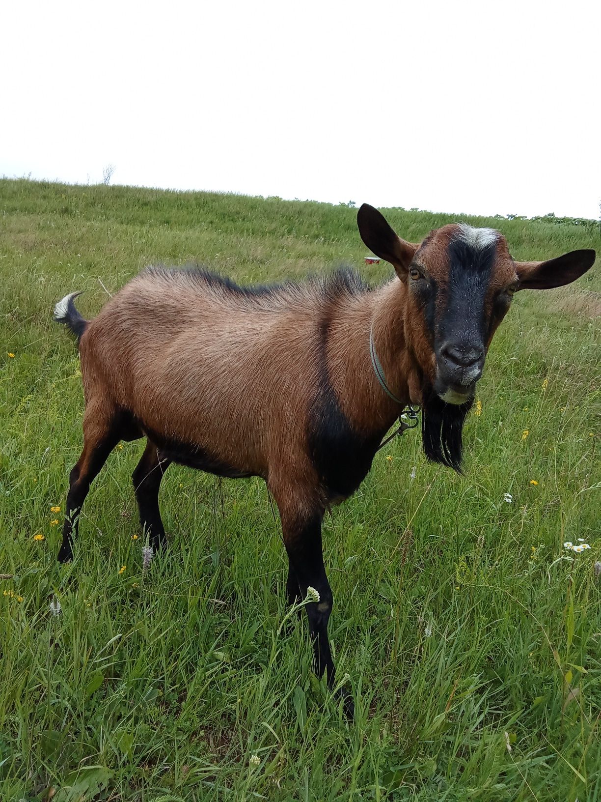 Vând țap original Alpin, 1 an varsta