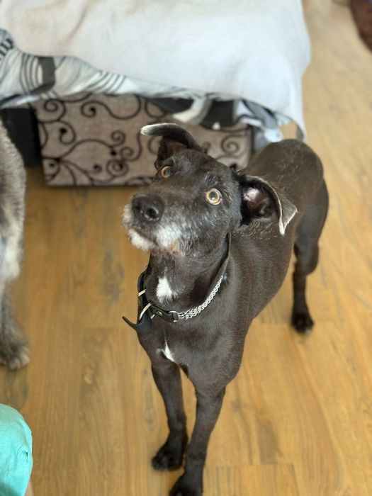 Plimb/cazez câini/pisici