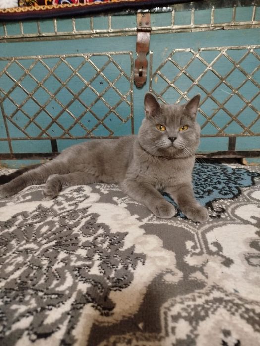 Кот на вязку мальчик