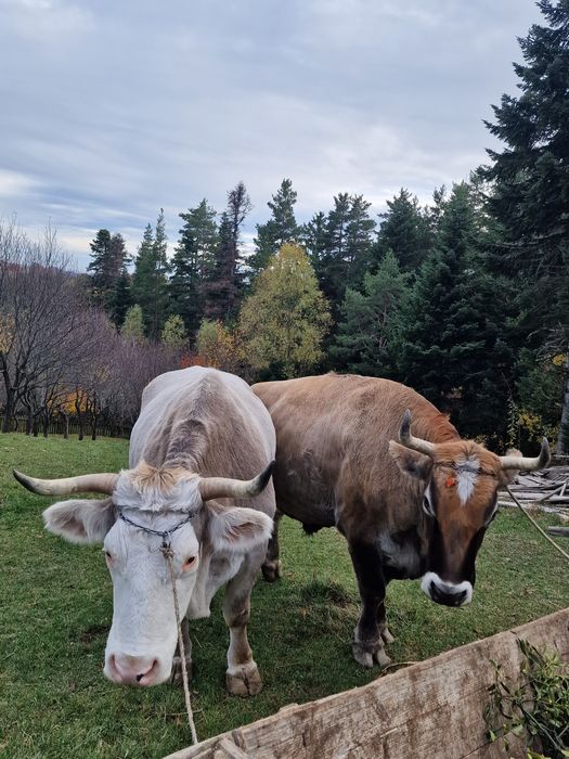 O pereche de boi de vânzare!