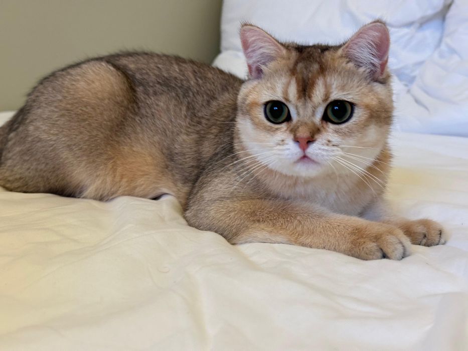 Baietel british shorthair chinchilla gold !