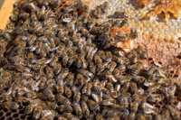 Биологични пчелни майки и отводки от лицензиран производител за 2024г.
