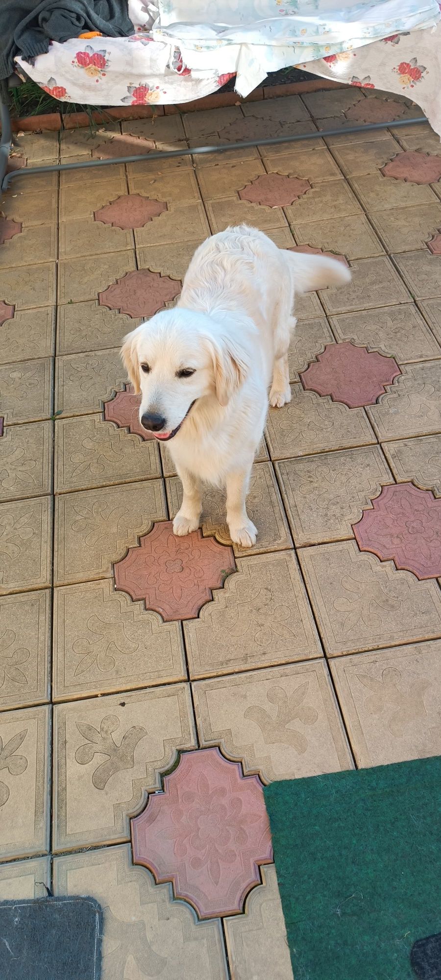 Golden Retriever