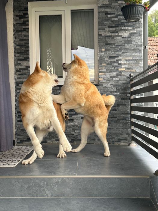 Akita inu japonez
