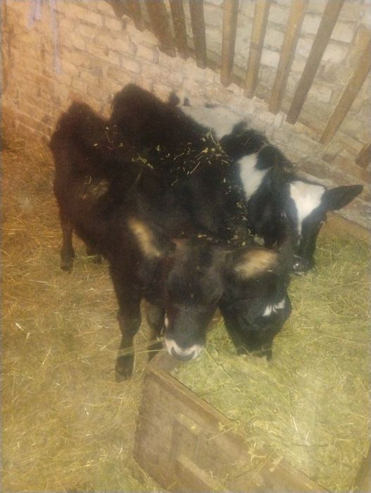 Продавам три  телета