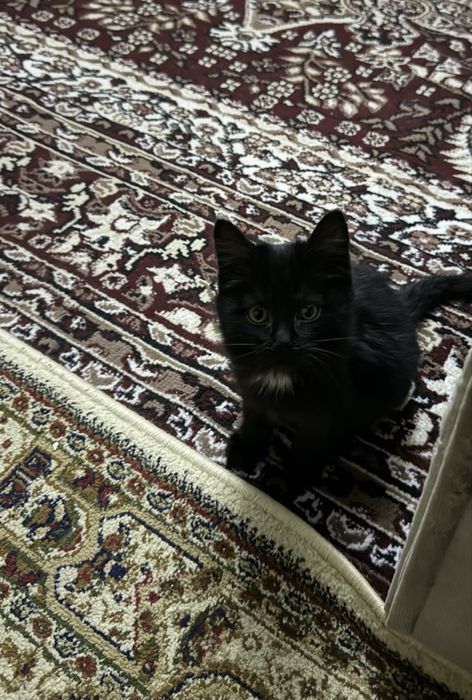 Отдам даром маленьких котят