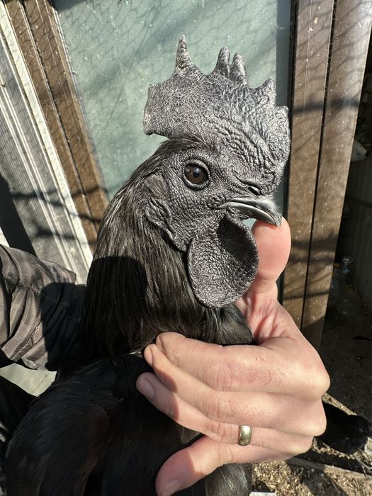Oua de incubat ayam cemani, rasa pura, gaini complet negre