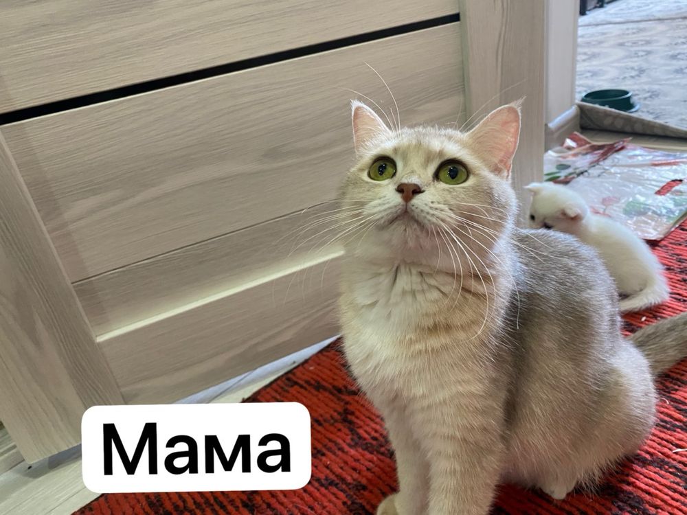 Продам котят Scottish Fold и Scottish Straight