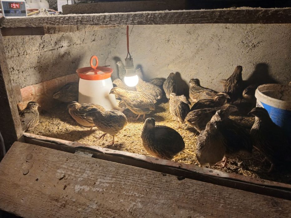 Prepelițe 5 săptămâni