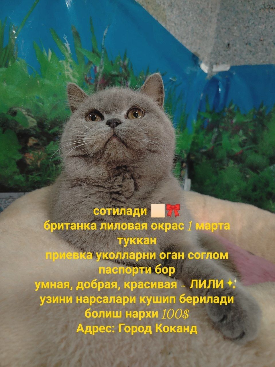 Mushuklar sotiladi