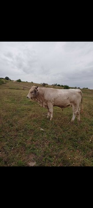Taur de vânzare  charolais