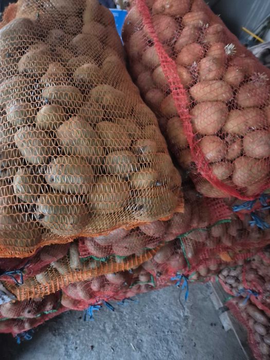 Vand cartofi pentru consum si animale