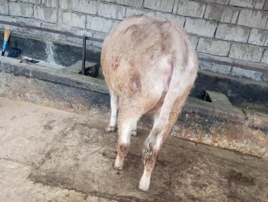 Продам жирную телку