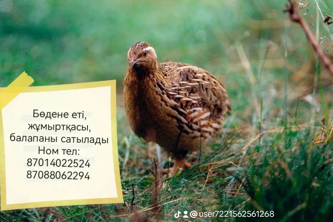 Бөдене жұмыртқасы