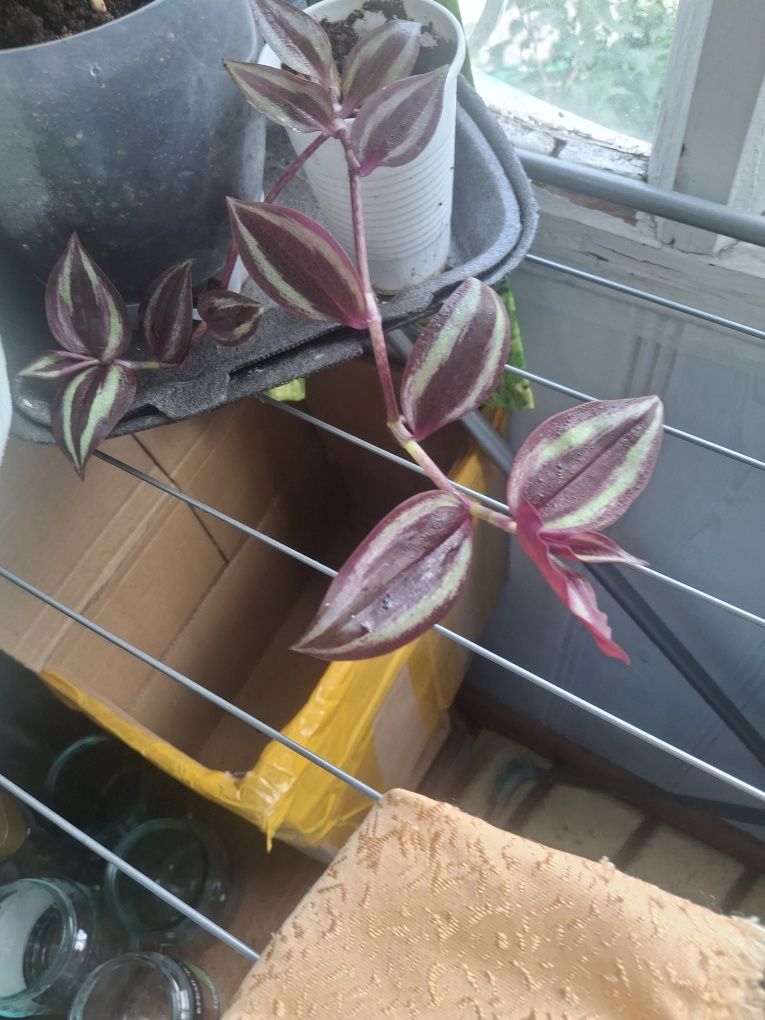 Продам излишки  домашних цветов
