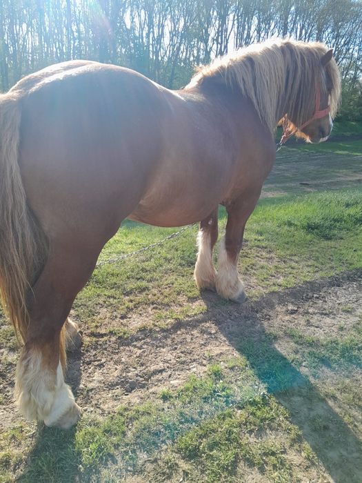 Vând armăsar de 3 ani