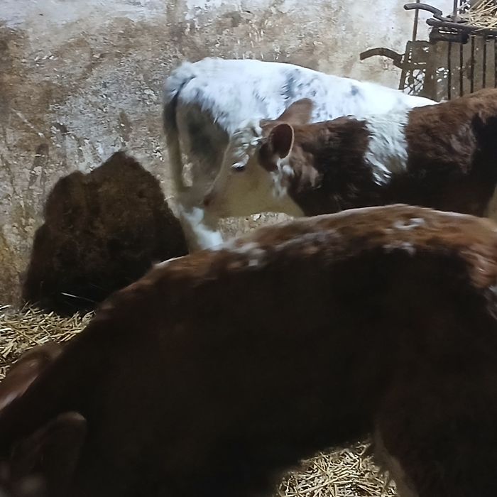 Vitei baltata si belgian