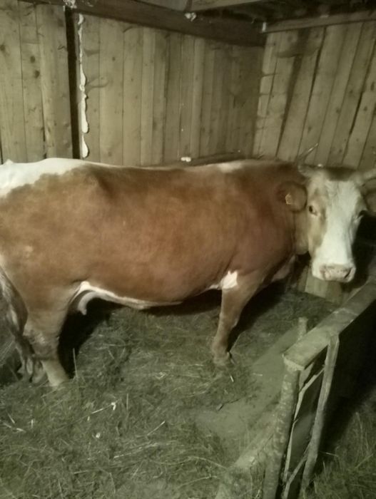 Vaca de vânzare de tăiat