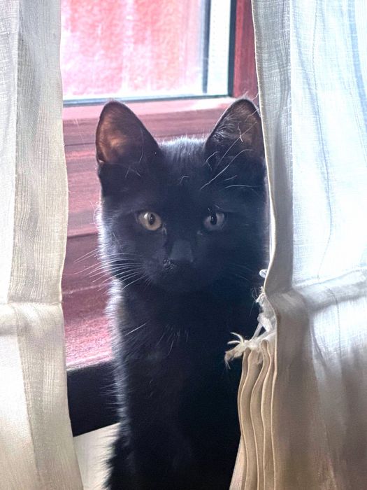 черно коте спешно
