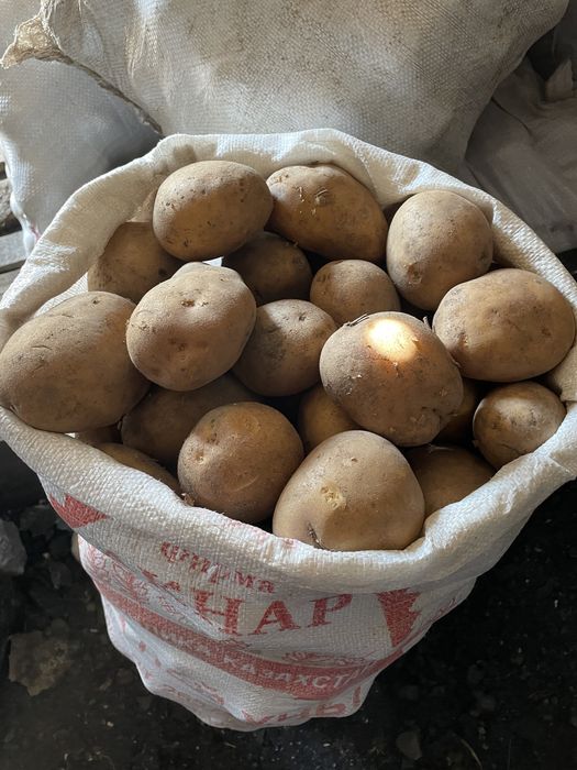 Картошка домашняя лучшего качества