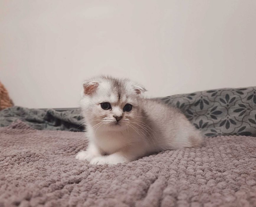 Чистокръвен шотландски клепоух, мъжко