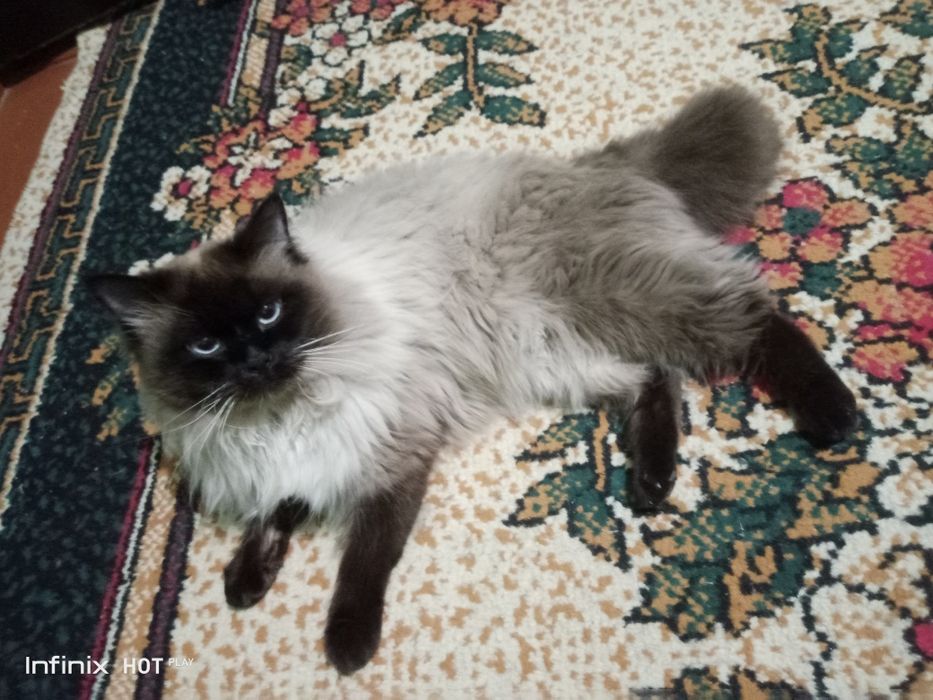 Сиямский кот, вязка учун таёр