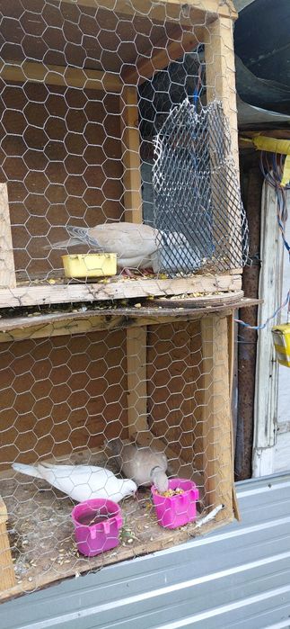 Turturele răzătoare