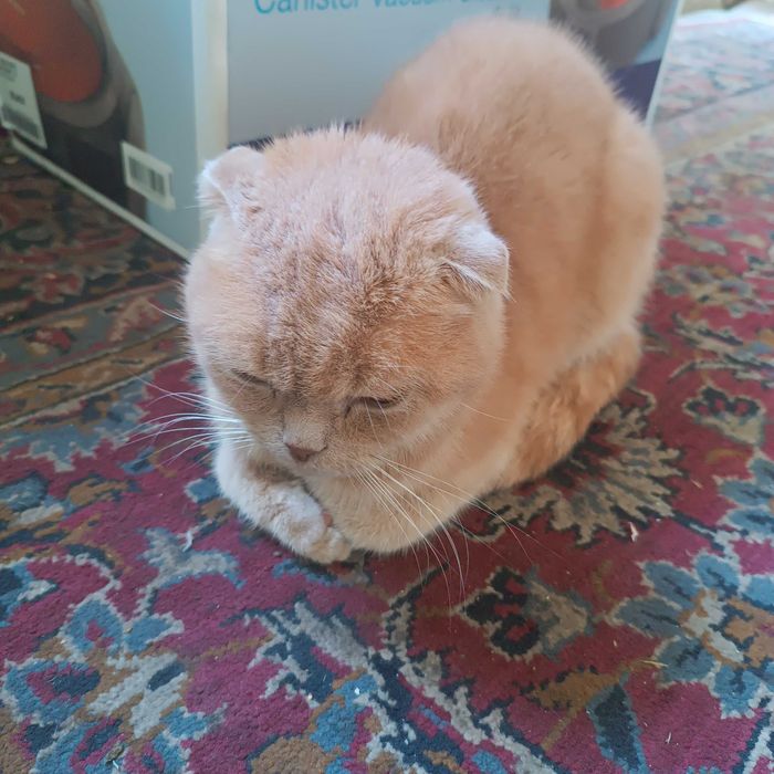 Кошка очин умная