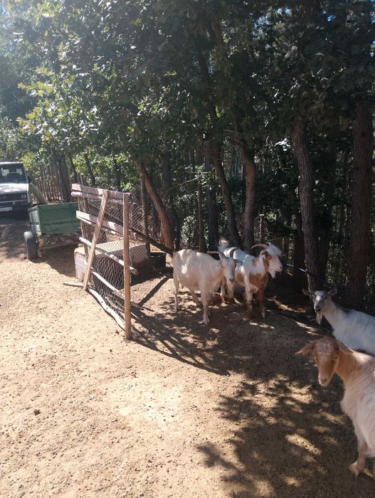 Кози и ярета козите са заплодени