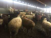 Кошкар бараны овцы от 80000