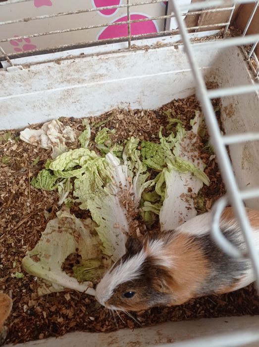 Морские свинки розетки и гладкошёрстный окрасы разные