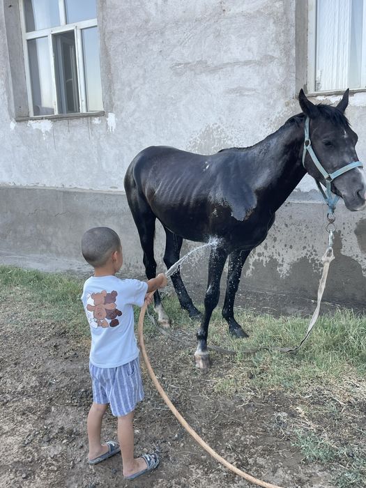 Құнан сатылады  жуас