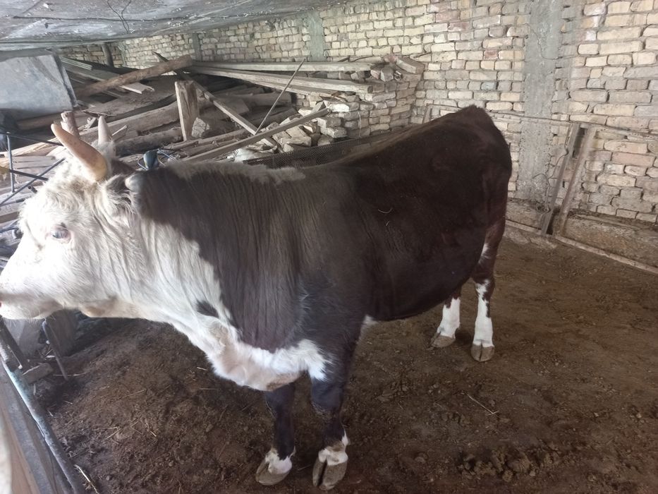 Gremford buqa sotiladi